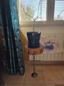 table d'appoint avec une plante dessus